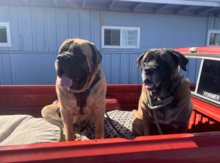 Illustration de l'article : 20 photos rendant honneur au Mastiff, ce colosse au cœur tendre et vaillant