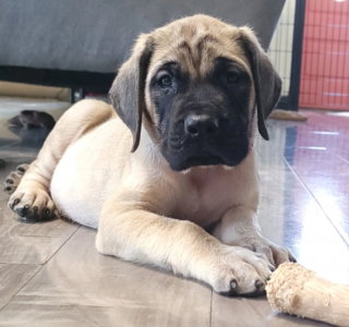 Illustration de l'article : 20 photos rendant honneur au Mastiff, ce colosse au cœur tendre et vaillant