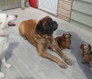 Illustration de l'article : 20 photos rendant honneur au Mastiff, ce colosse au cœur tendre et vaillant