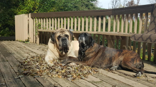 Illustration de l'article : 20 photos rendant honneur au Mastiff, ce colosse au cœur tendre et vaillant