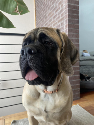 Illustration de l'article : 20 photos rendant honneur au Mastiff, ce colosse au cœur tendre et vaillant