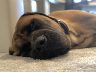 Illustration de l'article : 20 photos rendant honneur au Mastiff, ce colosse au cœur tendre et vaillant