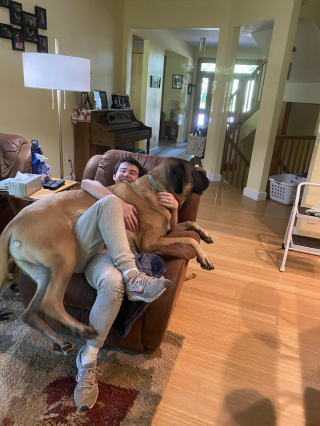 Illustration de l'article : 20 photos rendant honneur au Mastiff, ce colosse au cœur tendre et vaillant