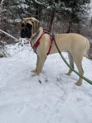 Illustration de l'article : 20 photos rendant honneur au Mastiff, ce colosse au cœur tendre et vaillant