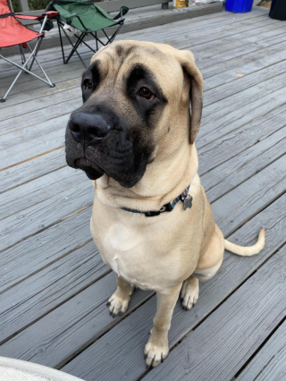 Illustration de l'article : 20 photos rendant honneur au Mastiff, ce colosse au cœur tendre et vaillant