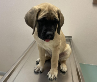 Illustration de l'article : 20 photos rendant honneur au Mastiff, ce colosse au cœur tendre et vaillant