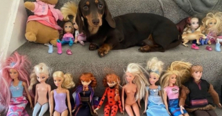 Illustration de l'article : Rio et Fleur sont comme toutes les sœurs complices, à la seule différence que l’une est humaine et l’autre est un Teckel