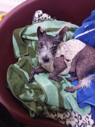 Illustration de l'article : Voilà 400 jours que Jay vit dans un refuge, principalement à cause de son apparence