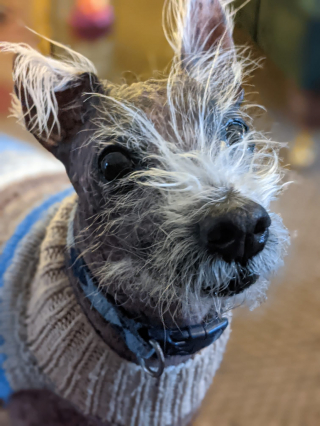 Illustration de l'article : Voilà 400 jours que Jay vit dans un refuge, principalement à cause de son apparence