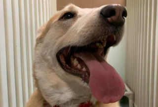 Illustration de l'article : Cette petite chienne frôle l’euthanasie et attend depuis 1176 jours de trouver la famille d’accueil qui voudra bien la garder pour la vie