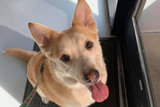 Illustration de l'article : Cette petite chienne frôle l’euthanasie et attend depuis 1176 jours de trouver la famille d’accueil qui voudra bien la garder pour la vie