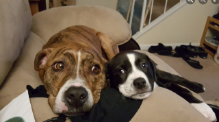 Illustration de l'article : De la rue glaciale à la maison douillette : l'histoire de Kylo, le chiot secouru par un agent de police