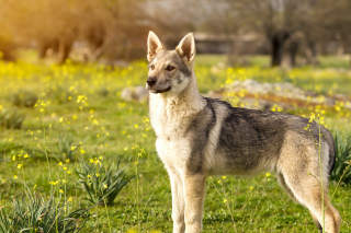 Le chien loup tchécoslovaque, une race de chien sensible !