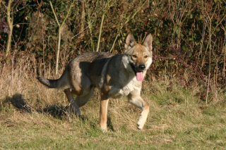 Illustration de l'article : Chien-Loup Tchécoslovaque