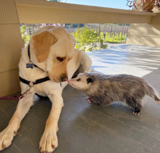 Illustration de l'article : 10 photos de chiens ravis de poser aux côtés de leurs meilleurs amis