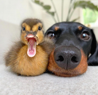 Illustration de l'article : 10 photos de chiens ravis de poser aux côtés de leurs meilleurs amis