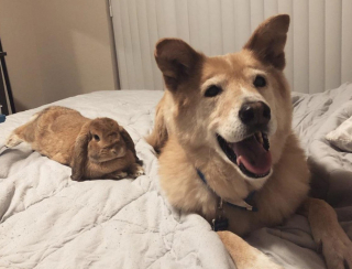 Illustration de l'article : 10 photos de chiens ravis de poser aux côtés de leurs meilleurs amis