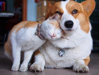 Illustration de l'article : 10 photos de chiens ravis de poser aux côtés de leurs meilleurs amis