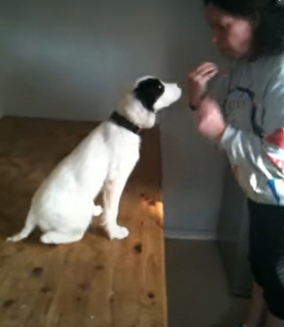 Illustration de l'article : Marie et Mark découvrent Alice, une petite chienne sourde abandonnée, et forment ensemble une famille unique