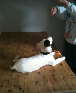 Illustration de l'article : Marie et Mark découvrent Alice, une petite chienne sourde abandonnée, et forment ensemble une famille unique