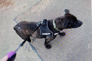 Illustration de l'article : Le combat acharné d'une assistante sociale pour sauver Hazel, un chien abandonné aux portes des refuges