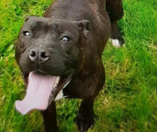 Illustration de l'article : Le combat acharné d'une assistante sociale pour sauver Hazel, un chien abandonné aux portes des refuges