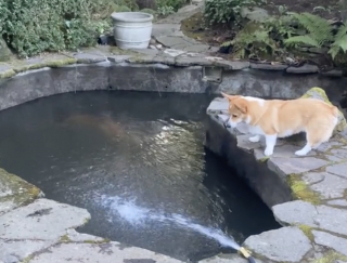 Illustration de l'article : Un Corgi panique lorsqu’il ne voit plus ses amis poissons dans le bassin de son jardin (vidéo)