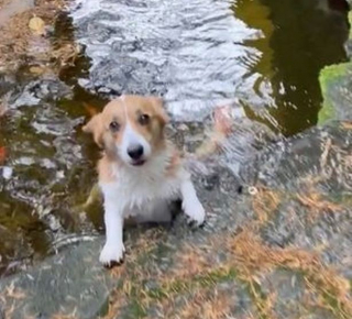 Illustration de l'article : Un Corgi panique lorsqu’il ne voit plus ses amis poissons dans le bassin de son jardin (vidéo)