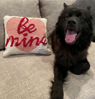 Illustration de l'article : Un chien abandonné aux allures de chauve-souris a conquis le coeur des internautes