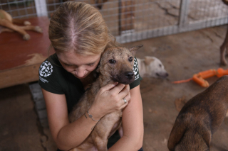 Illustration de l'article : 50 chiens retrouvés dans un abattoir : le propriétaire responsable du trafic canin a été condamné