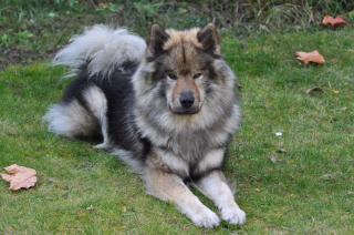 Illustration de l'article : Eurasier