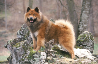 Illustration de l'article : Eurasier