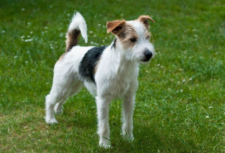 Illustration de l'article : Parson Russell Terrier