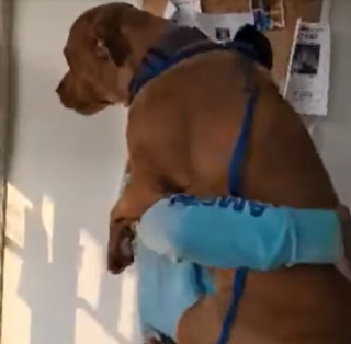 Illustration de l'article : La solidarité sur les réseaux sociaux permet aux promeneurs de ramener Jolene, le précieux chien d'assistance volé, à son propriétaire soulagé