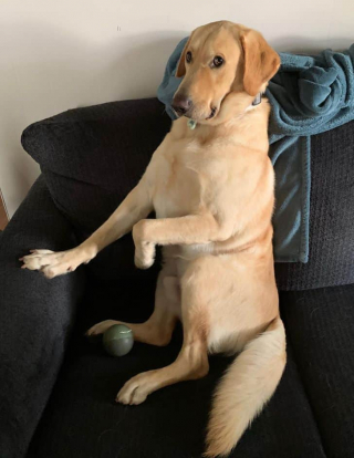 Illustration de l'article : 20 photos cocasses de chiens qui remettent en question leur identité canine