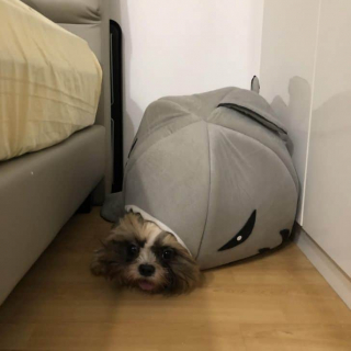 Illustration de l'article : 20 photos cocasses de chiens qui remettent en question leur identité canine