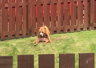 Illustration de l'article : 20 photos cocasses de chiens qui remettent en question leur identité canine
