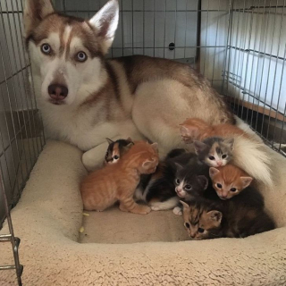 Illustration de l'article : 20 photos cocasses de chiens qui remettent en question leur identité canine