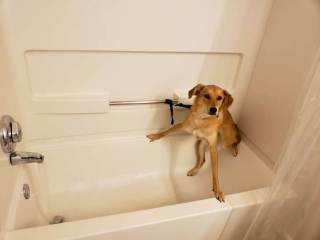 Illustration de l'article : 20 photos cocasses de chiens qui remettent en question leur identité canine