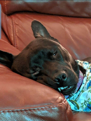 Illustration de l'article : 20 photos cocasses de chiens qui remettent en question leur identité canine