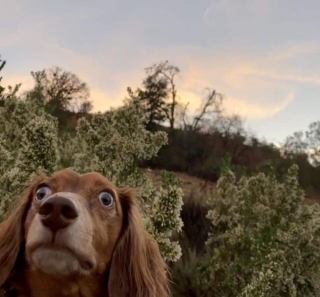 Illustration de l'article : 20 photos cocasses de chiens qui remettent en question leur identité canine