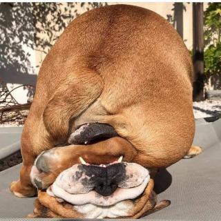 Illustration de l'article : 20 photos cocasses de chiens qui remettent en question leur identité canine