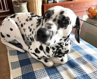 Illustration de l'article : 20 photos cocasses de chiens qui remettent en question leur identité canine