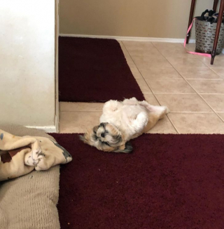 Illustration de l'article : 20 photos cocasses de chiens qui remettent en question leur identité canine