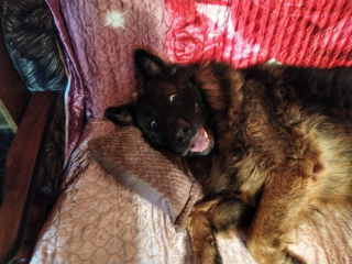 Illustration de l'article : 20 photos cocasses de chiens qui remettent en question leur identité canine