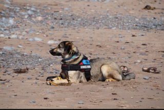Illustration de l'article : 8 types de chiens d'assistance et leurs compétences exceptionnelles qui changent des vies