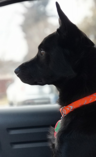 Illustration de l'article : 8 types de chiens d'assistance et leurs compétences exceptionnelles qui changent des vies