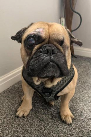 Illustration de l'article : Ce Bouledogue Français devenu aveugle et quasiment sourd après avoir été maltraité ne voulait plus être approché par un humain