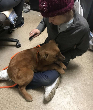 Illustration de l'article : 3 chiots ayant vécu une vie misérable dans un enclos insalubre se consolent en se faisant un câlin