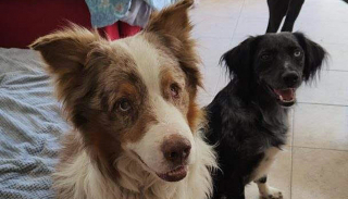 Illustration de l'article : Le courageux parcours de Guizmo, un chien aveugle abandonné sur un balcon et sauvé par des voisins vigilants